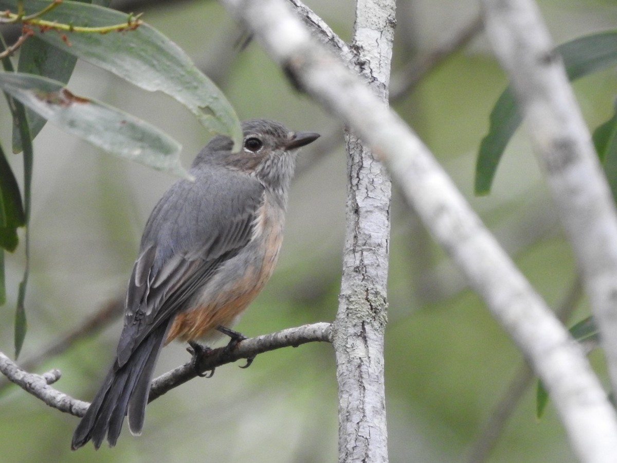 Rufous Whistler - Scott Fox