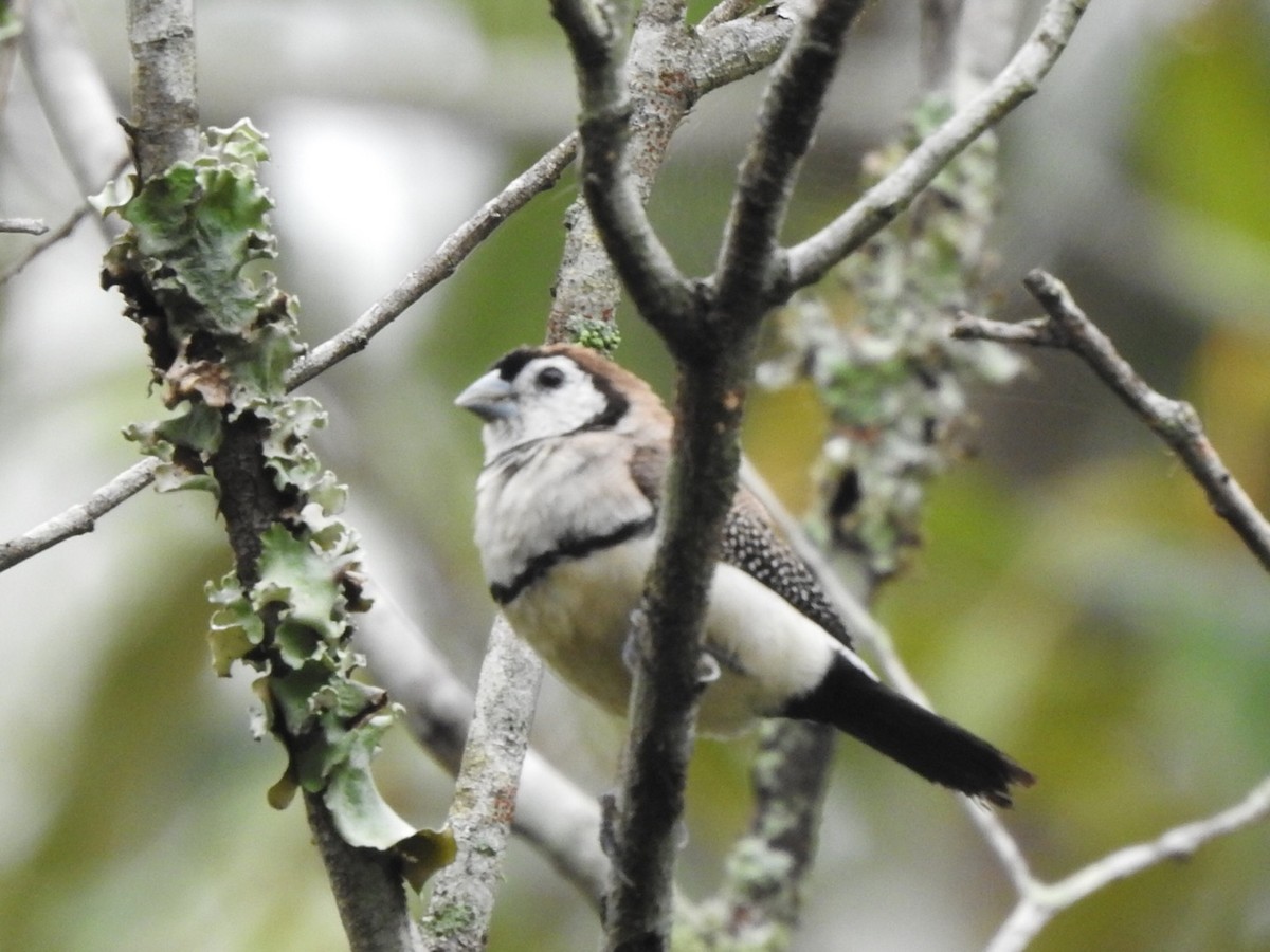 Double-barred Finch - ML442339121