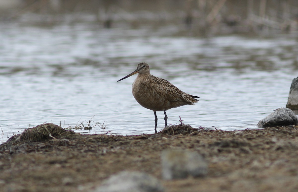 Marbled Godwit - ML442339241