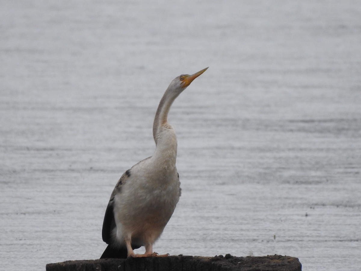 Austral-Schlangenhalsvogel - ML442339991