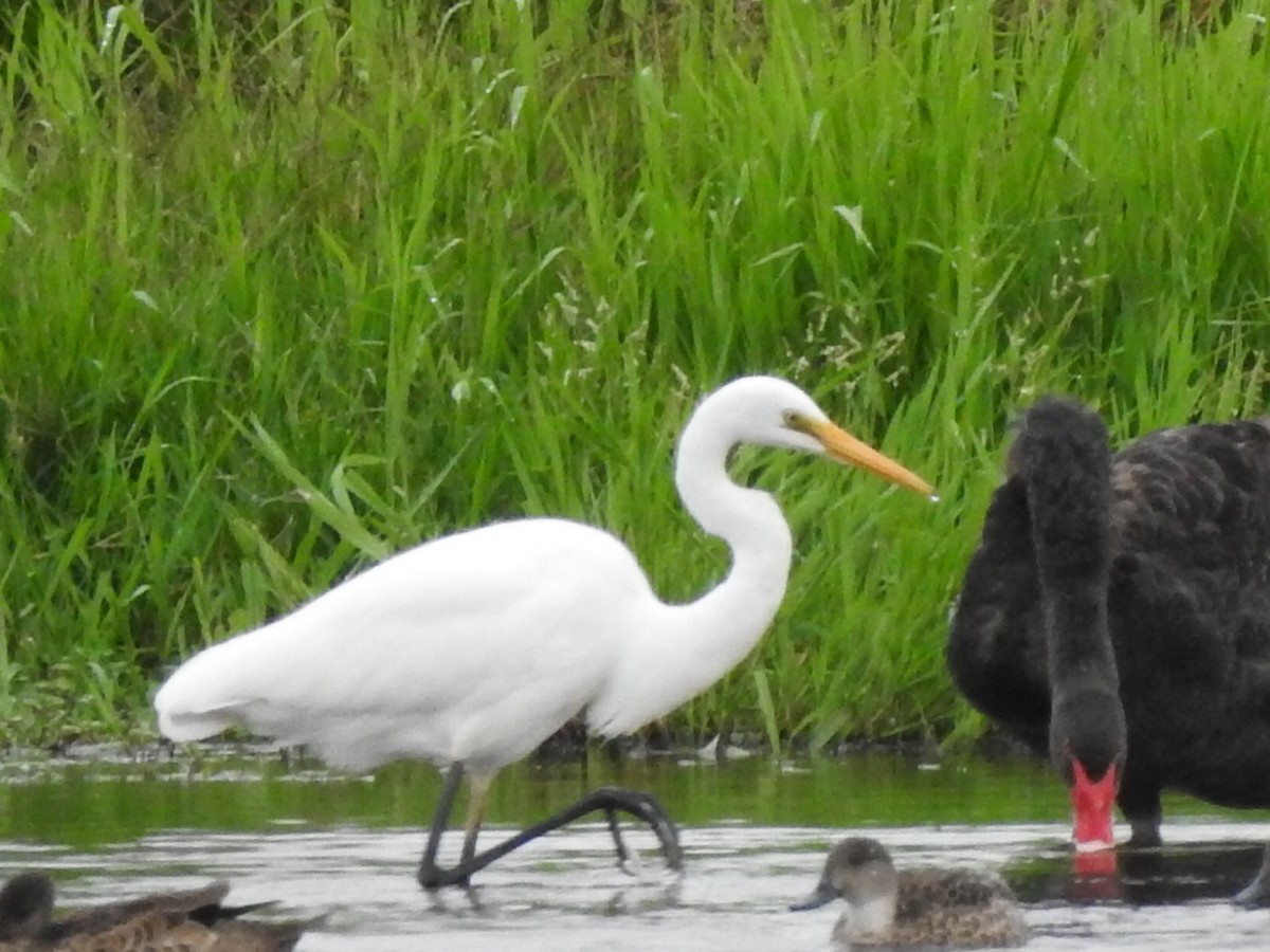 Great Egret - Scott Fox