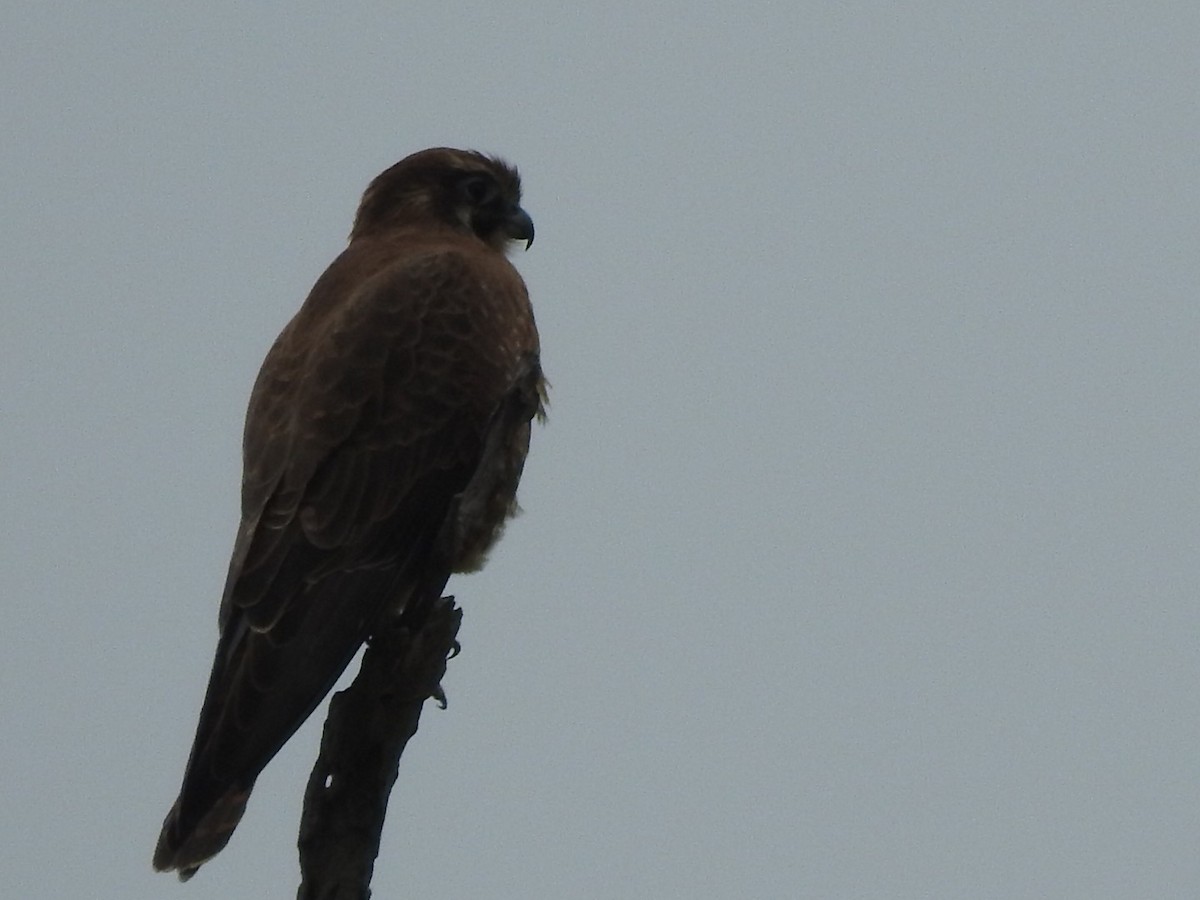 Brown Falcon - Scott Fox