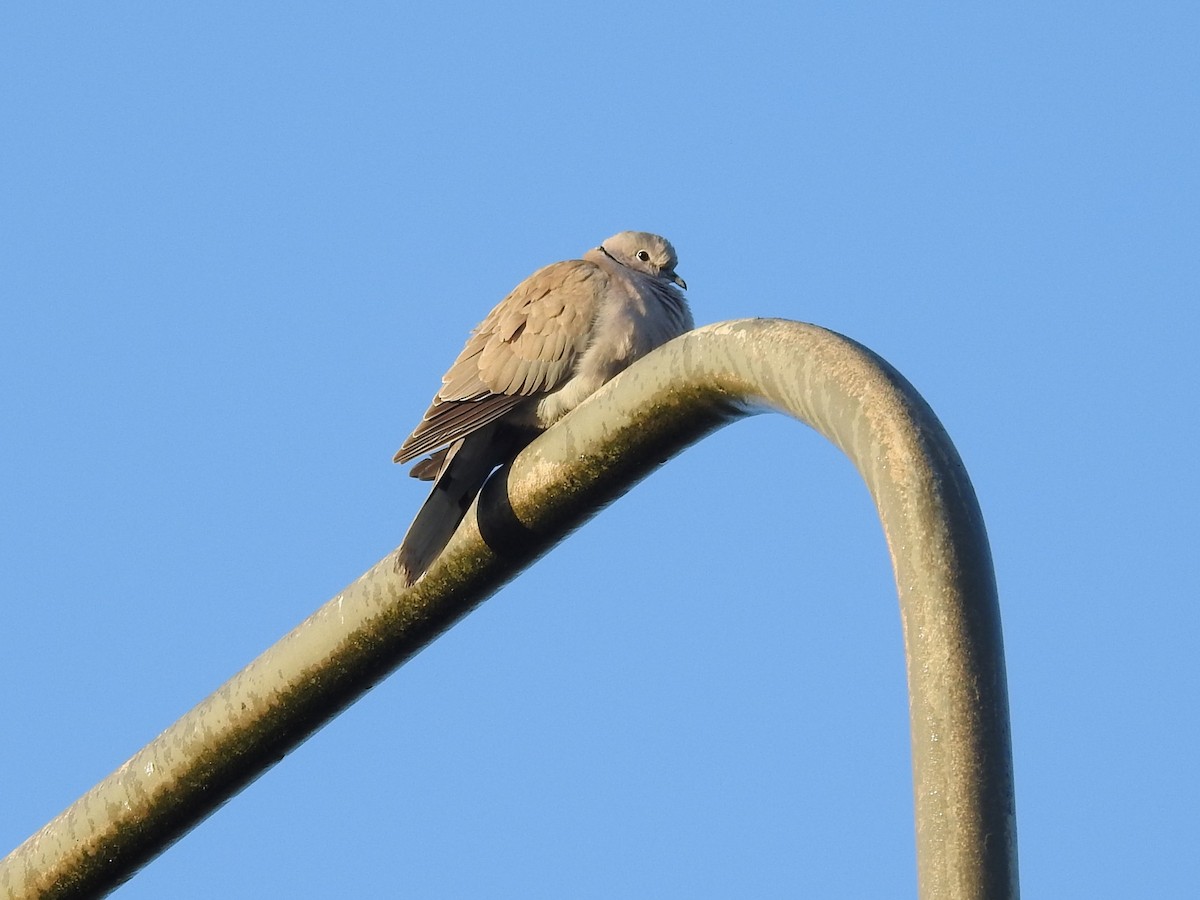 Eurasian Collared-Dove - ML442341001