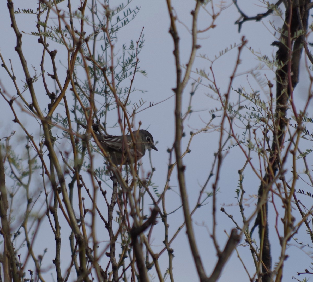 Cassin's Vireo - James Taylor