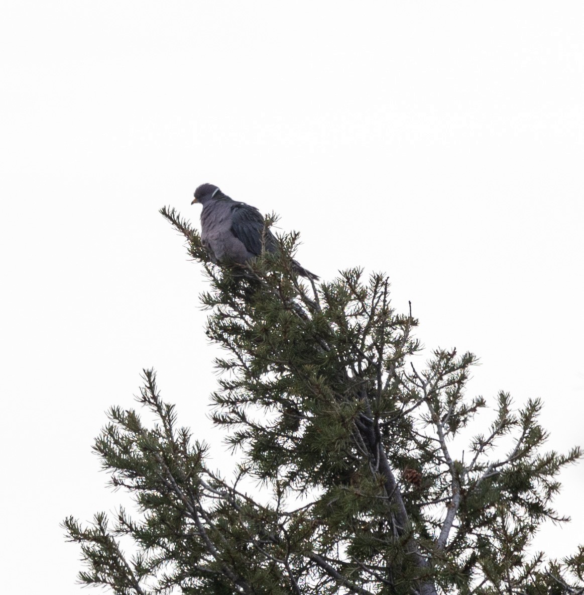 Band-tailed Pigeon - ML442341351