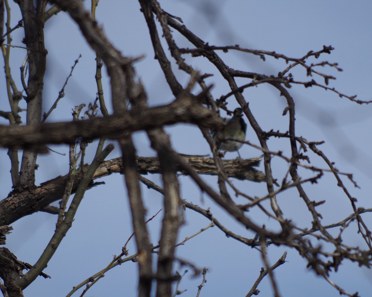 Cassin's Vireo - ML44234171