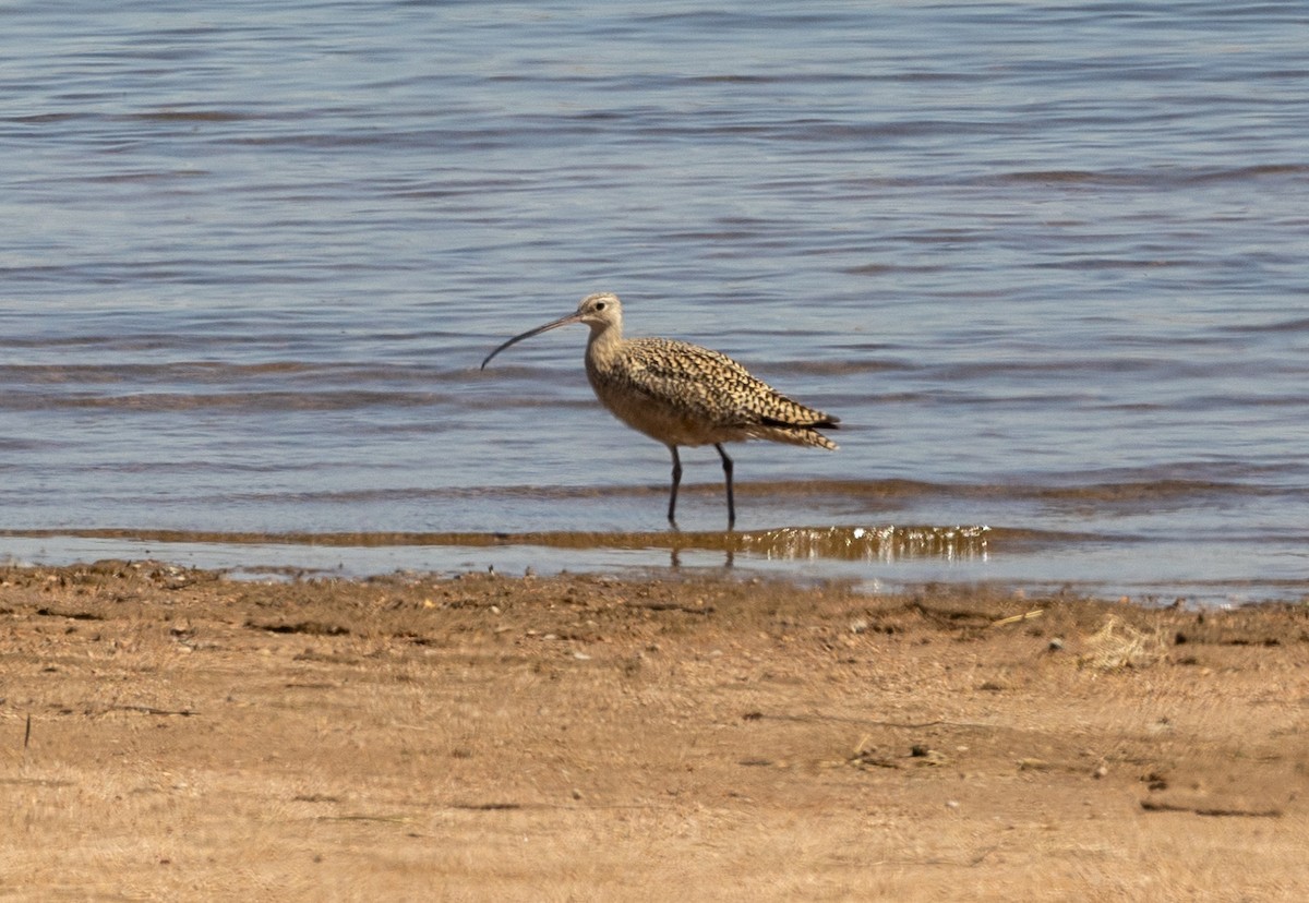 Long-billed Curlew - ML442342741