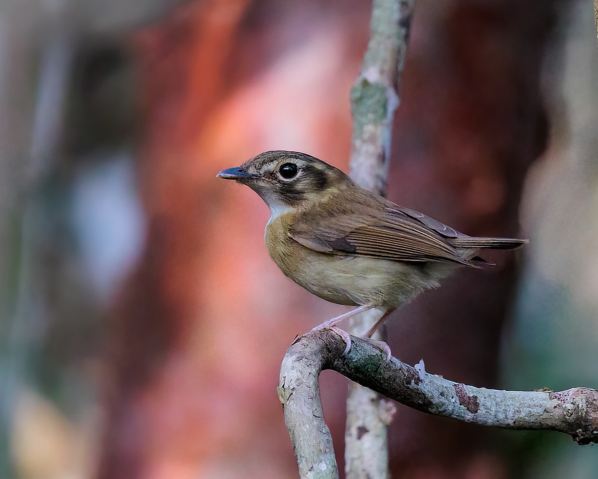 Stub-tailed Spadebill - ML442343251