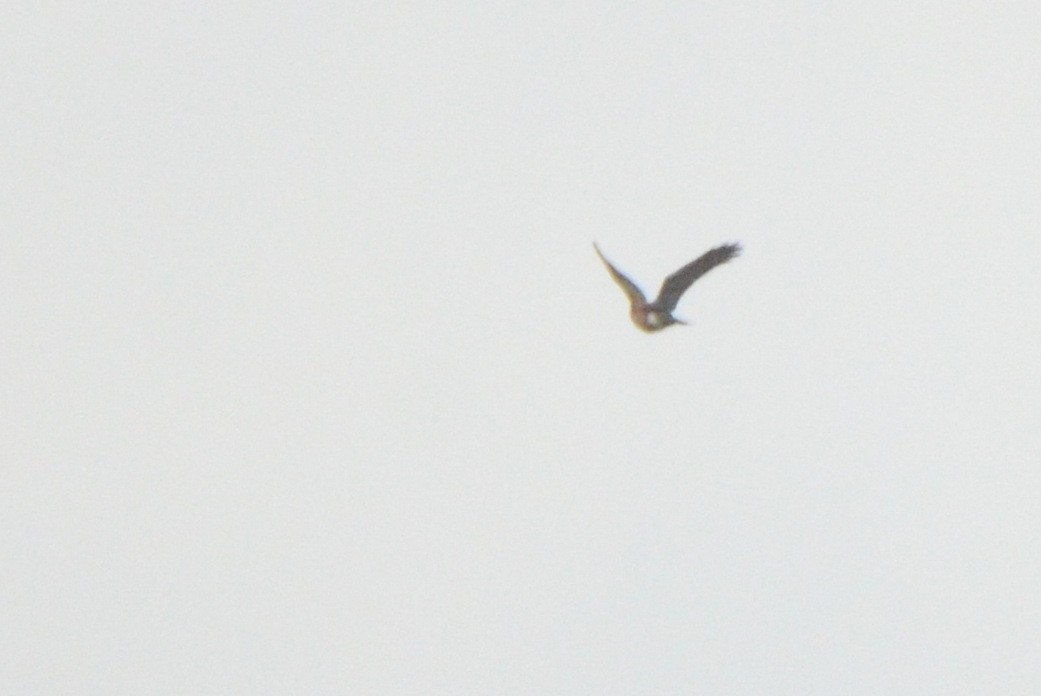 Sharp-shinned Hawk (Northern) - ML442343311