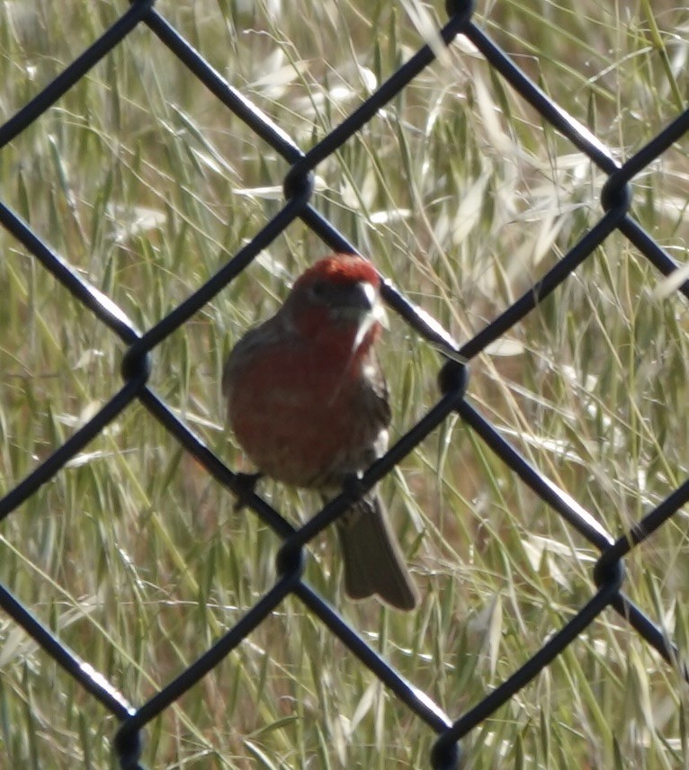 House Finch - Michelle MacKenzie