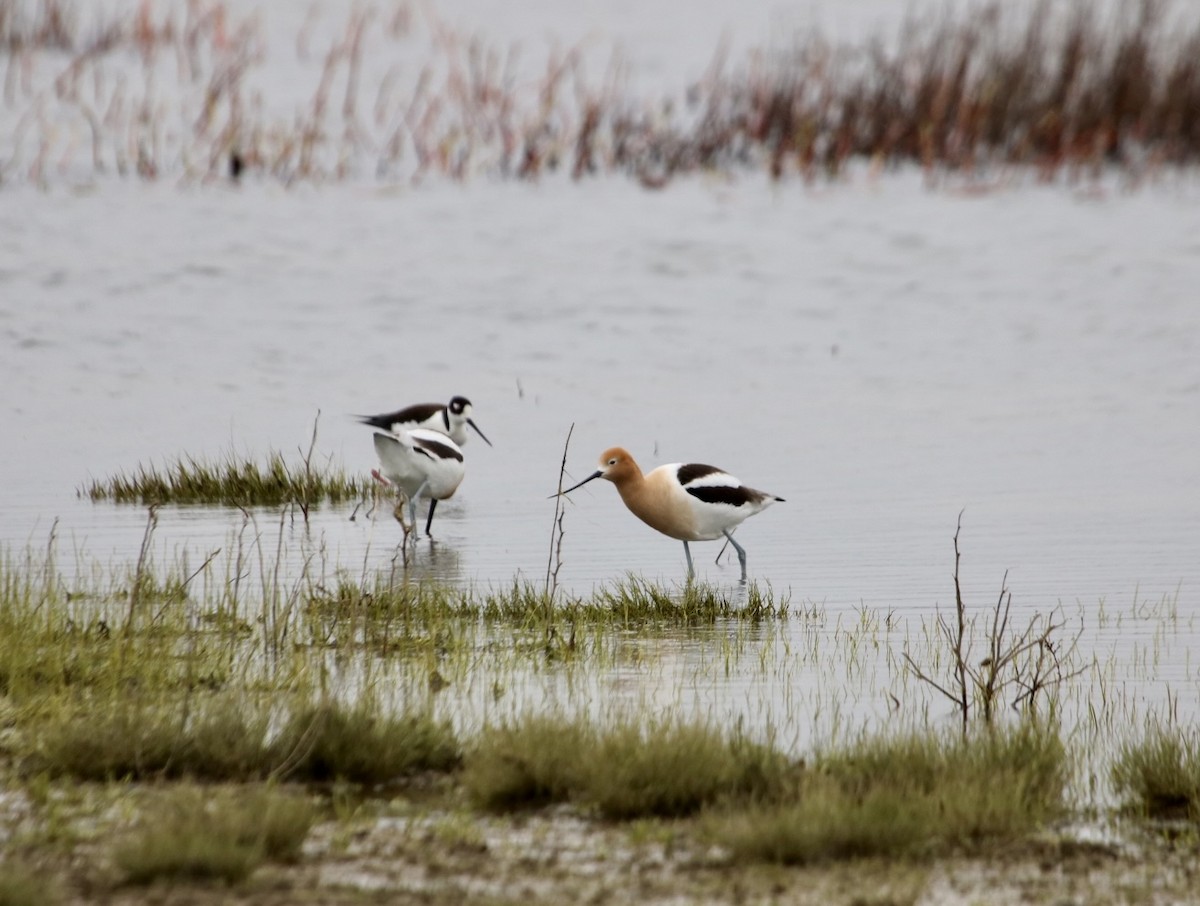 American Avocet - ML442343551