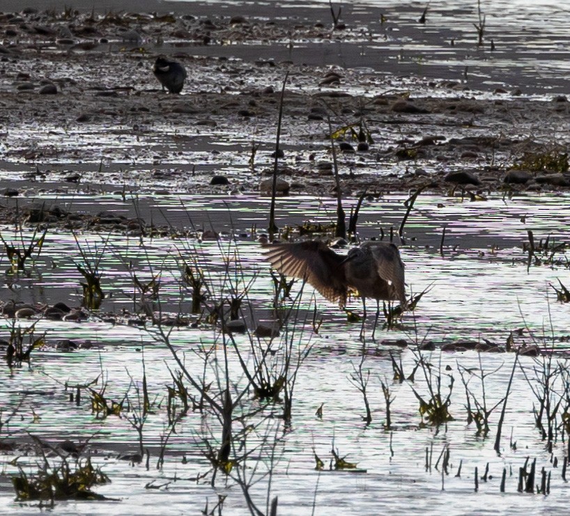 Long-billed Curlew - ML442344281