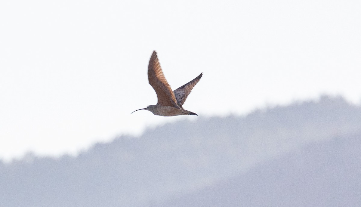 Long-billed Curlew - Ric Olson