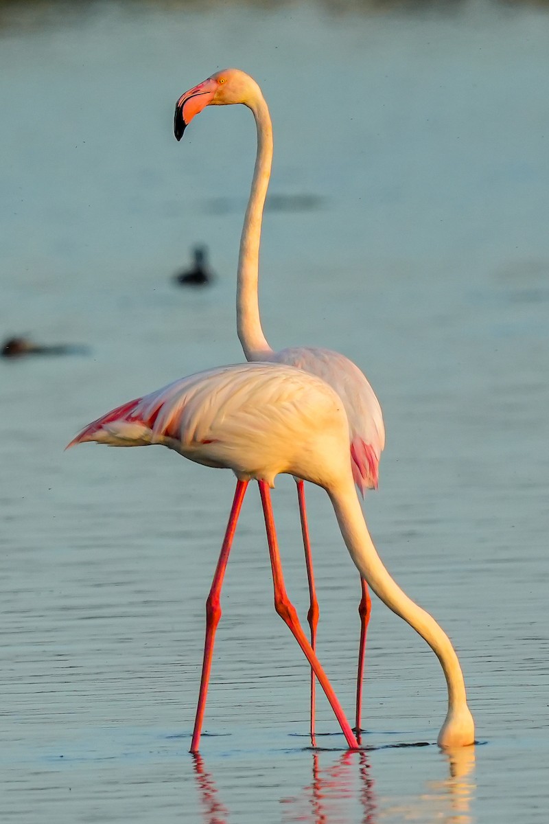 Greater Flamingo - jian ma
