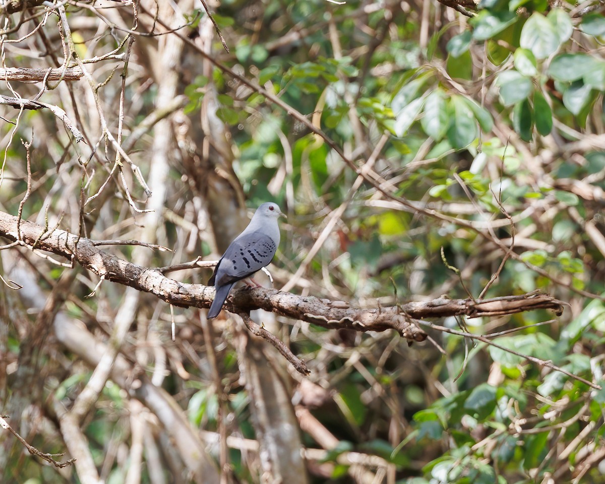 Blue Ground Dove - ML442345381