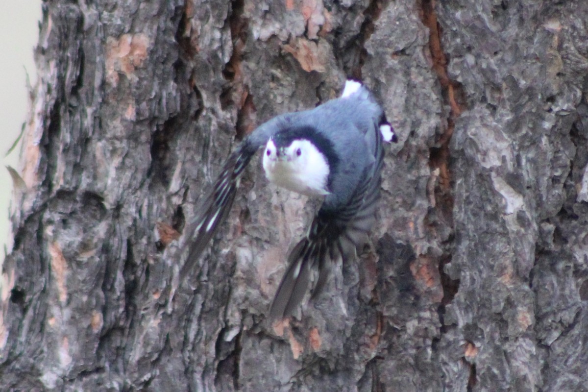 White-breasted Nuthatch (Interior West) - ML442346051