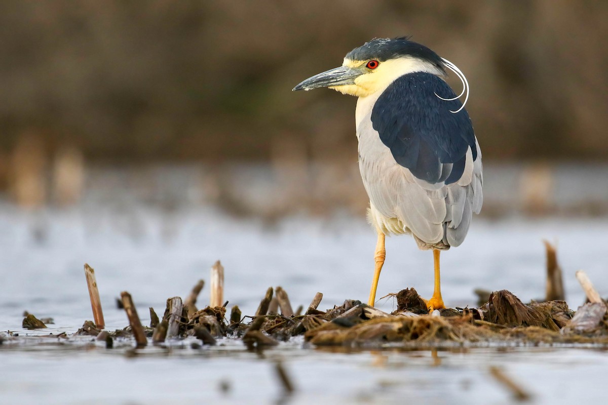 Black-crowned Night Heron - Joseph Malott
