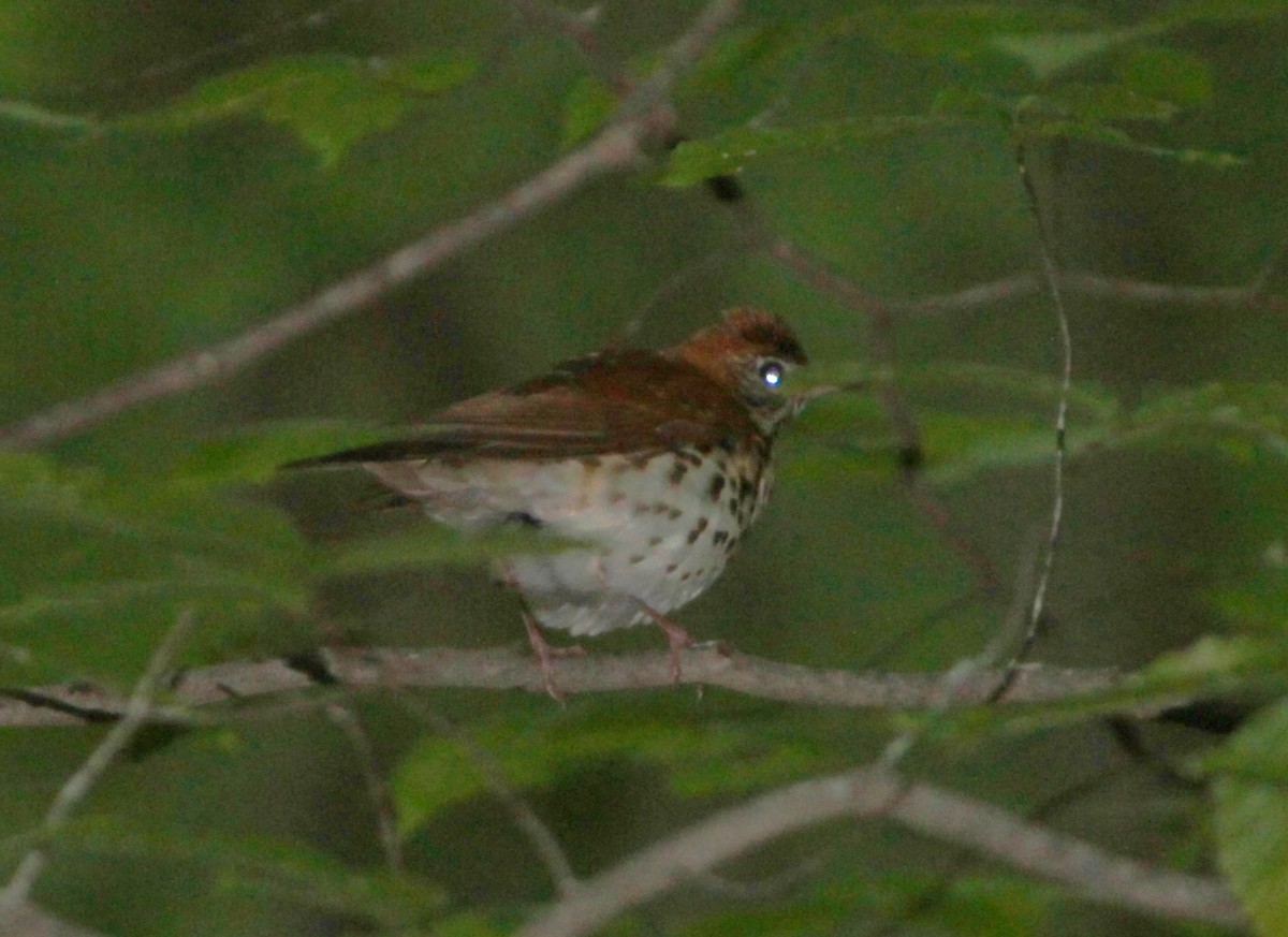 Wood Thrush - ML442347911