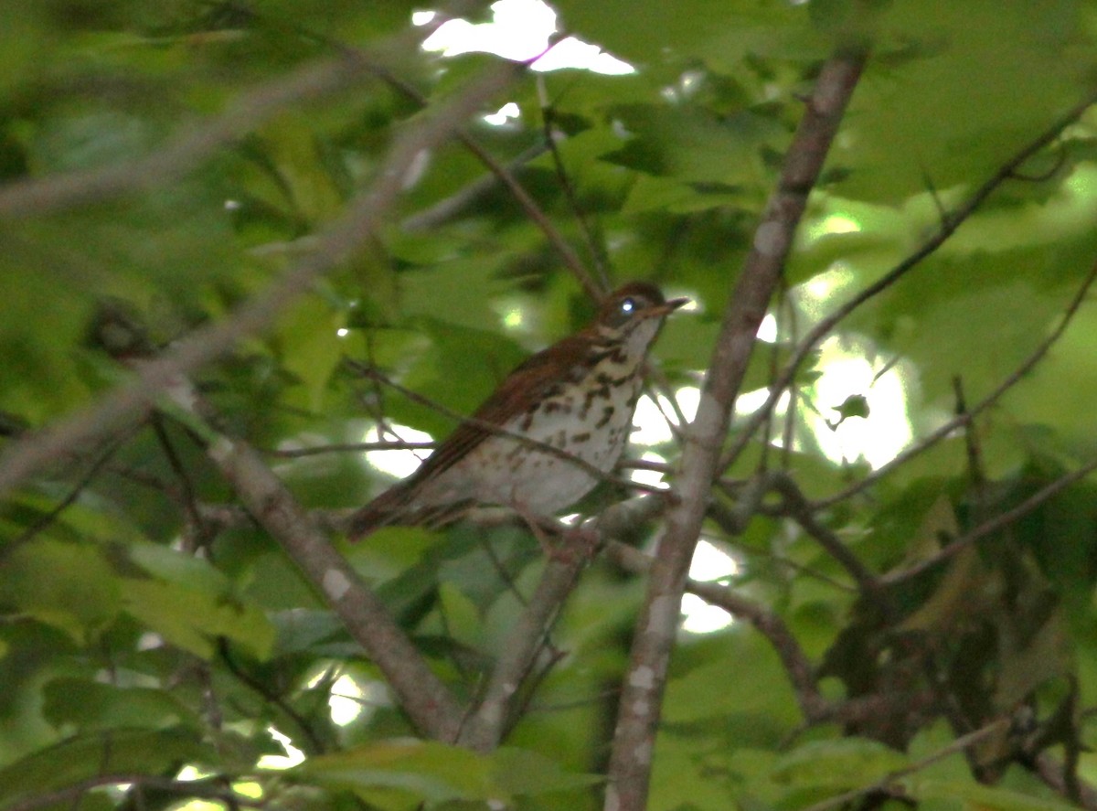 Wood Thrush - ML442348181