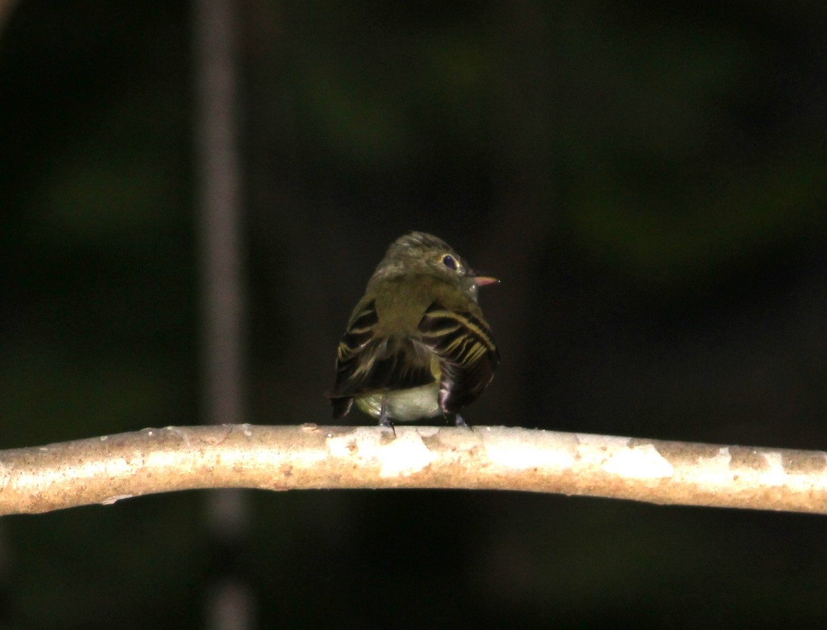 Acadian Flycatcher - ML442348441