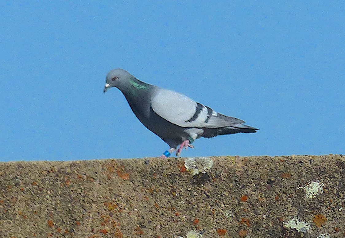 Rock Pigeon (Feral Pigeon) - ML442349131