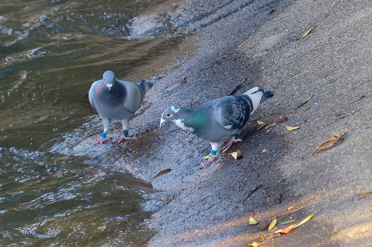 Rock Pigeon (Feral Pigeon) - ML442349151