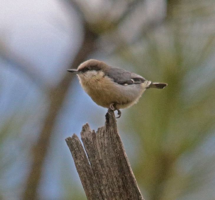 Pygmy Nuthatch - Jock McCracken