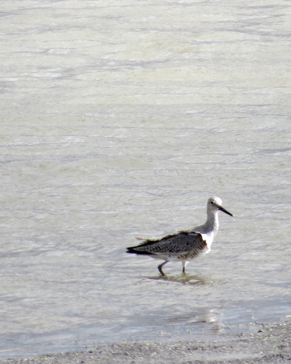 Willet - ML442349621