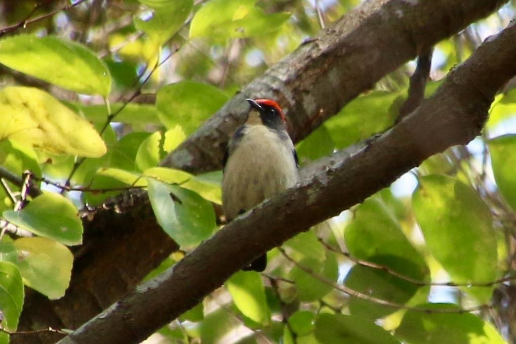 Scarlet-backed Flowerpecker - ML442350581