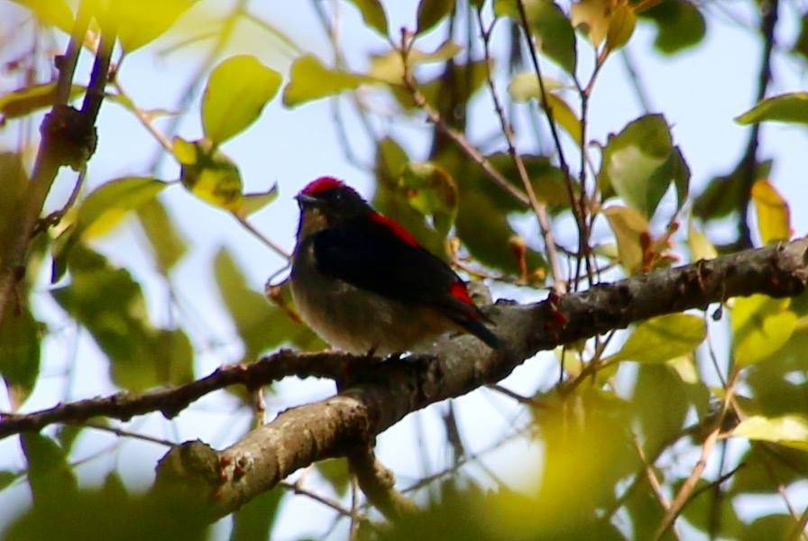 Scarlet-backed Flowerpecker - ML442350601