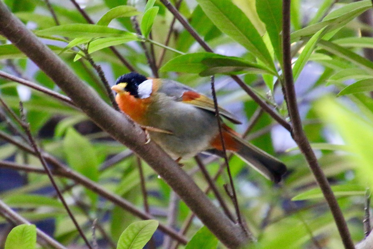 Silver-eared Mesia - ML442350971