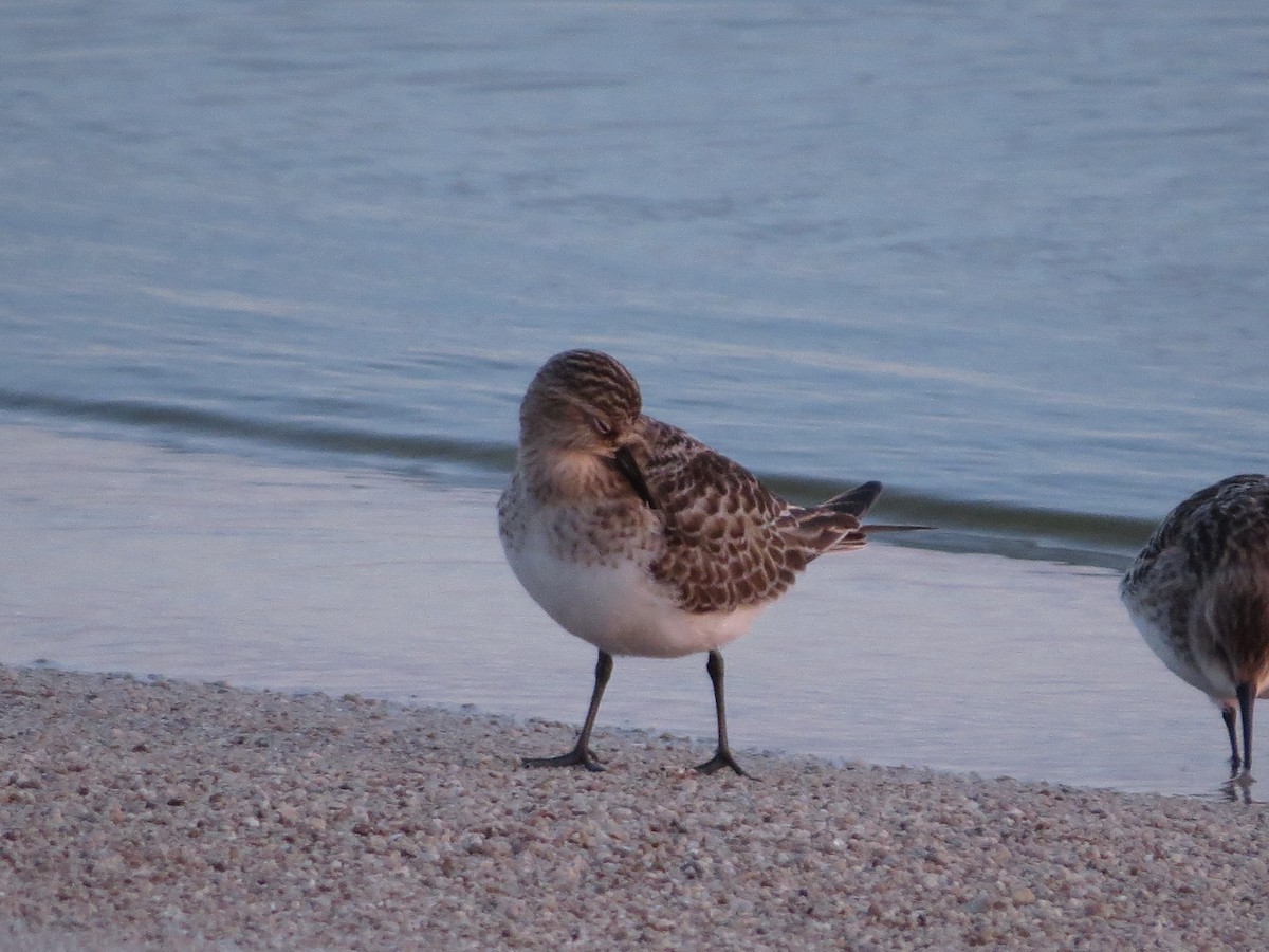 Bairdstrandläufer - ML442354681