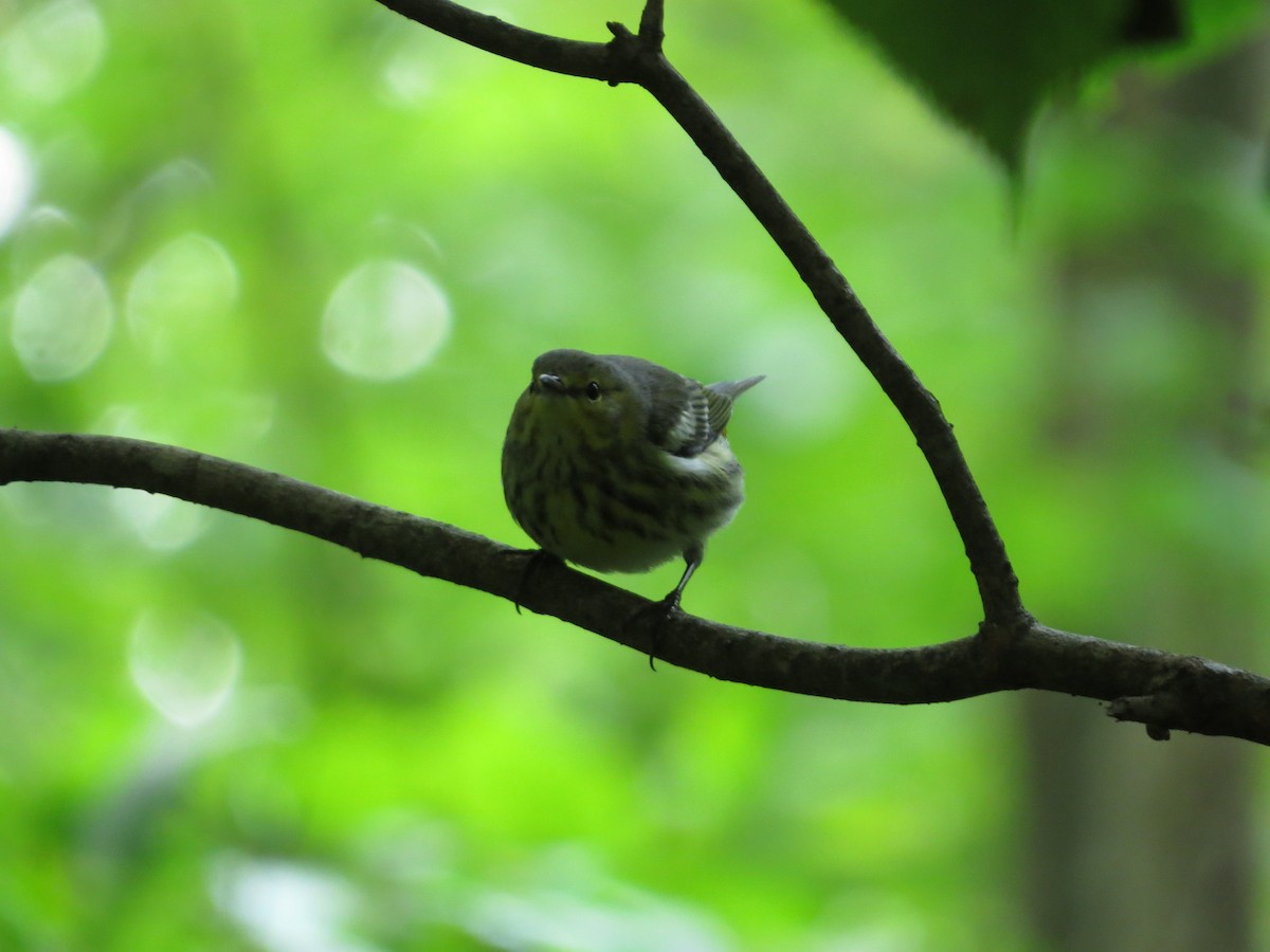 Cape May Warbler - ML442355481