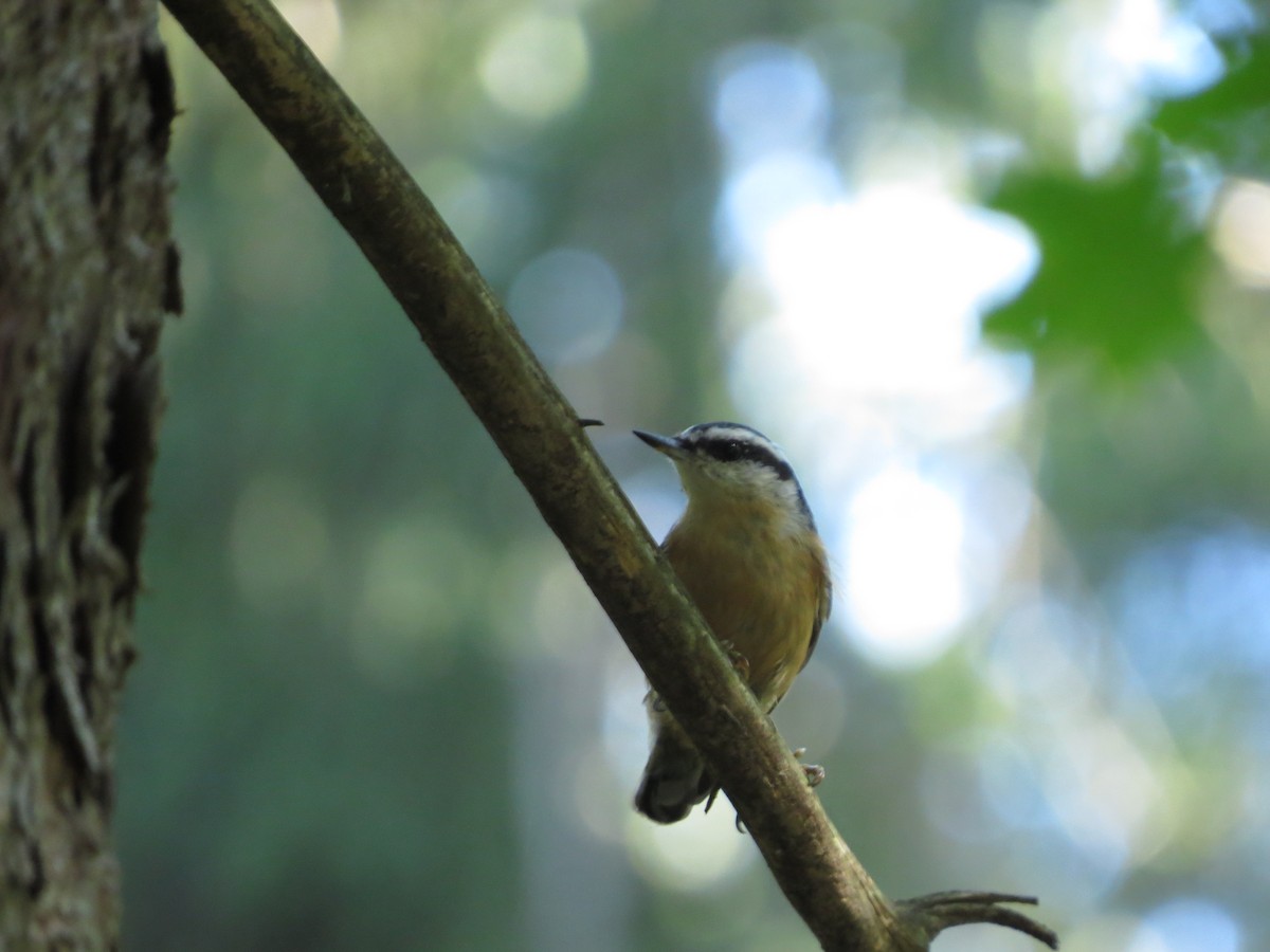 Red-breasted Nuthatch - ML442356981