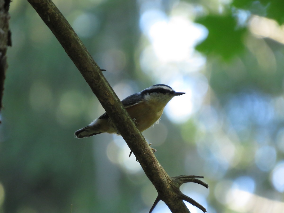 Red-breasted Nuthatch - ML442356991