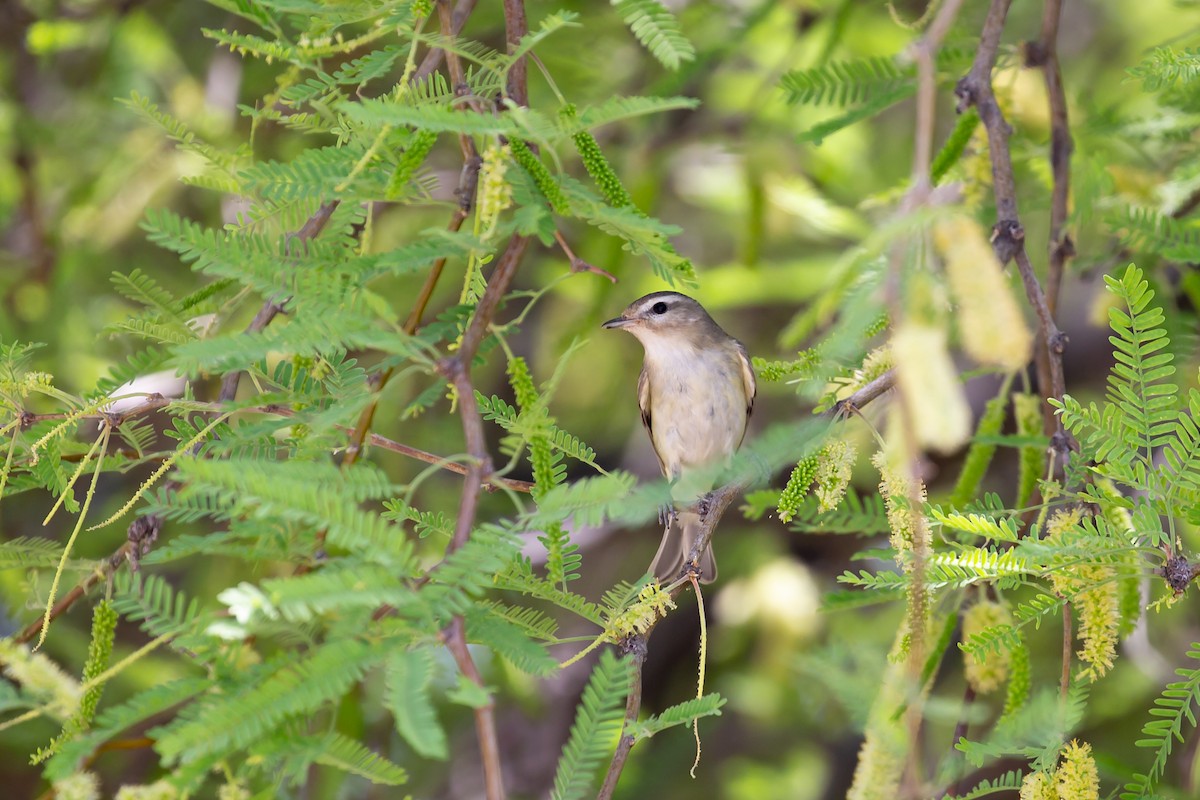 Warbling Vireo - Rob Scott