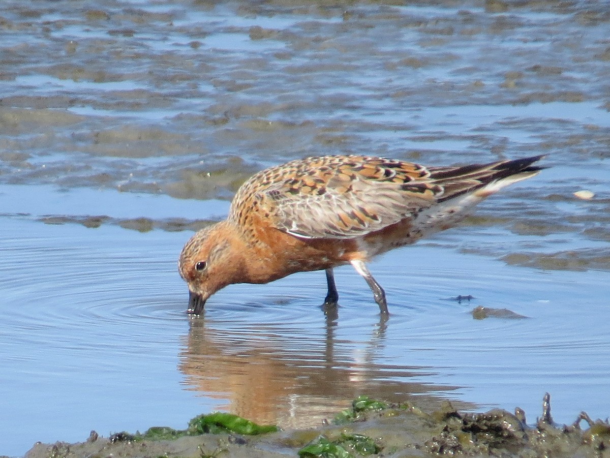 Red Knot - ML442358041
