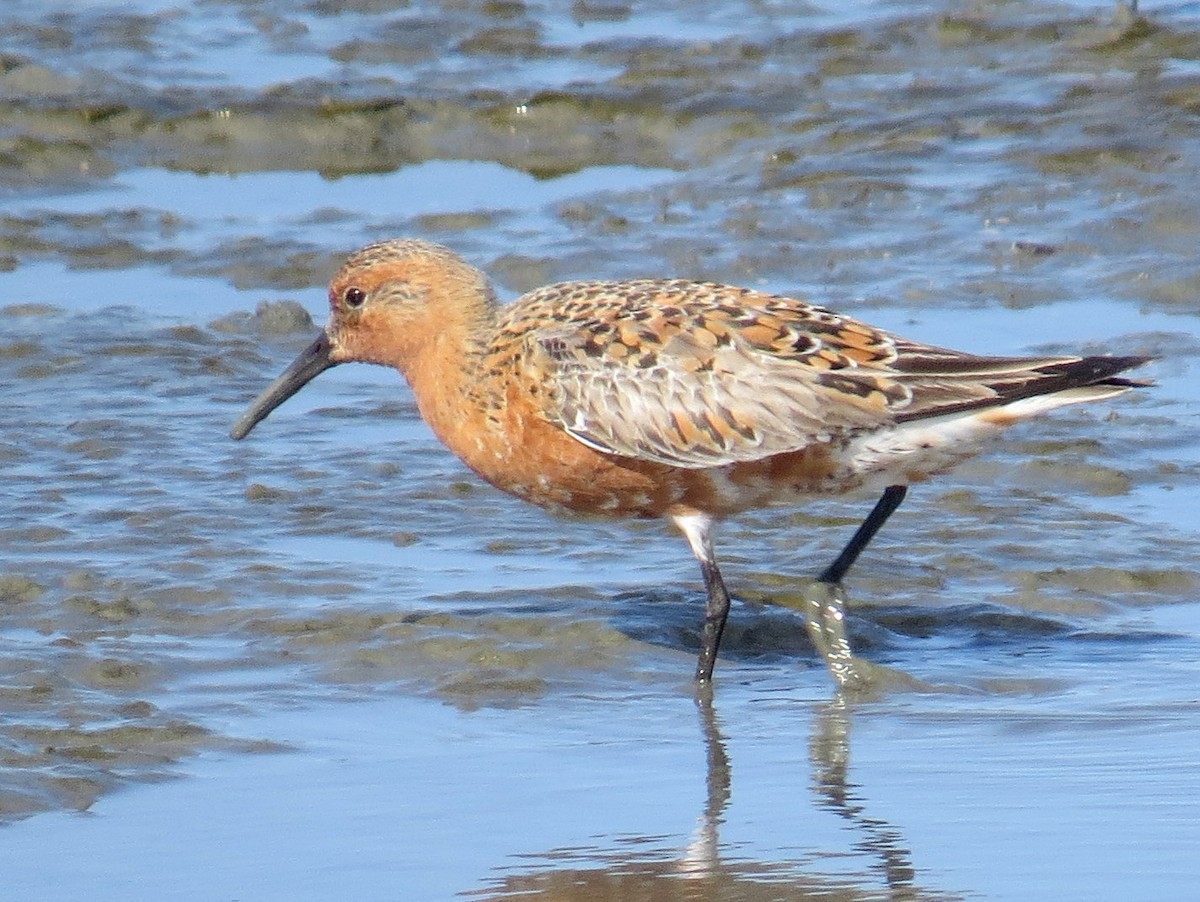 Red Knot - ML442358111