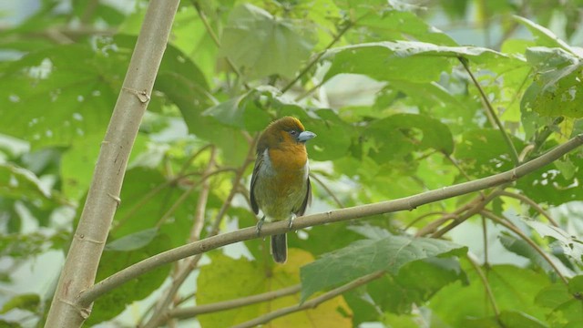 Güdük Barbet - ML442358611