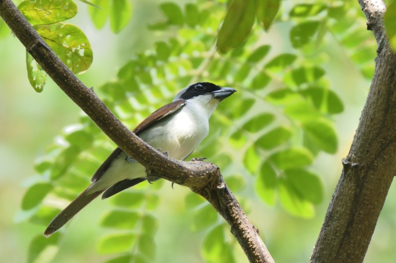 Tiger Shrike - ML442358761