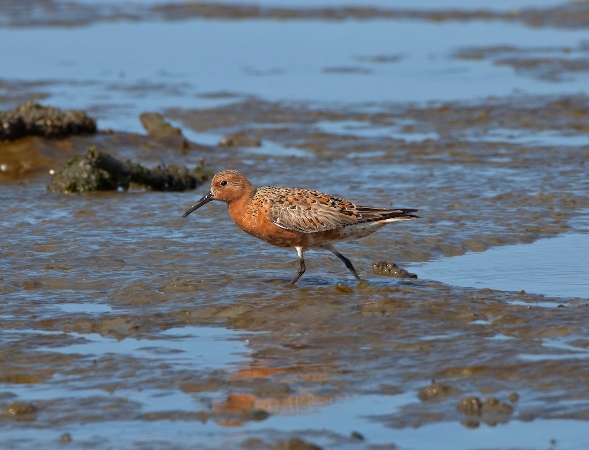 Red Knot - ML442359441