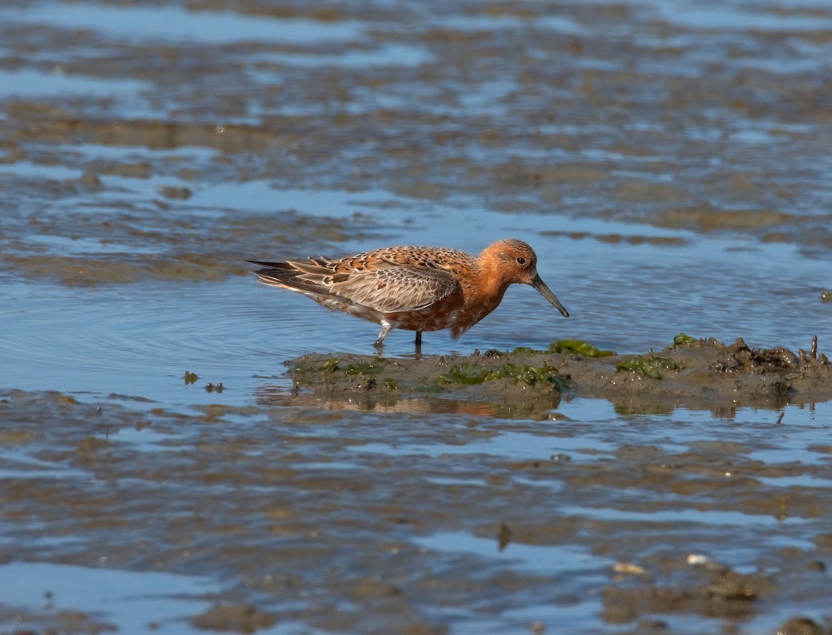 Red Knot - ML442359451