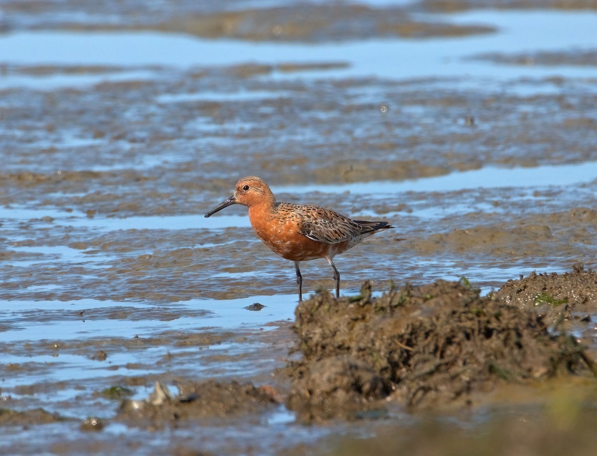 Red Knot - ML442359461