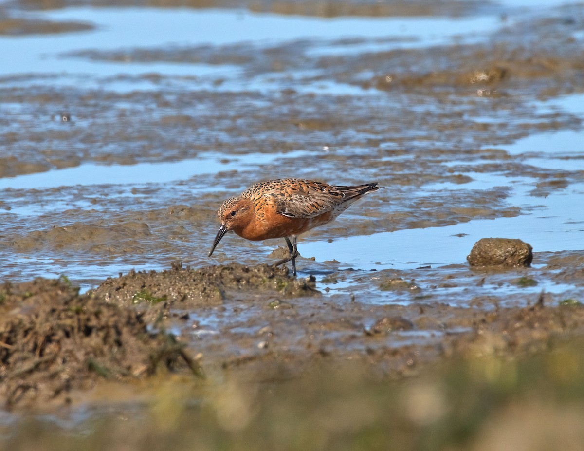 Red Knot - ML442359471