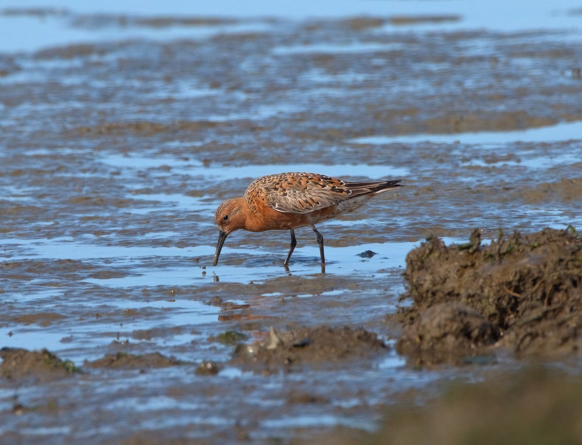 Red Knot - ML442359491