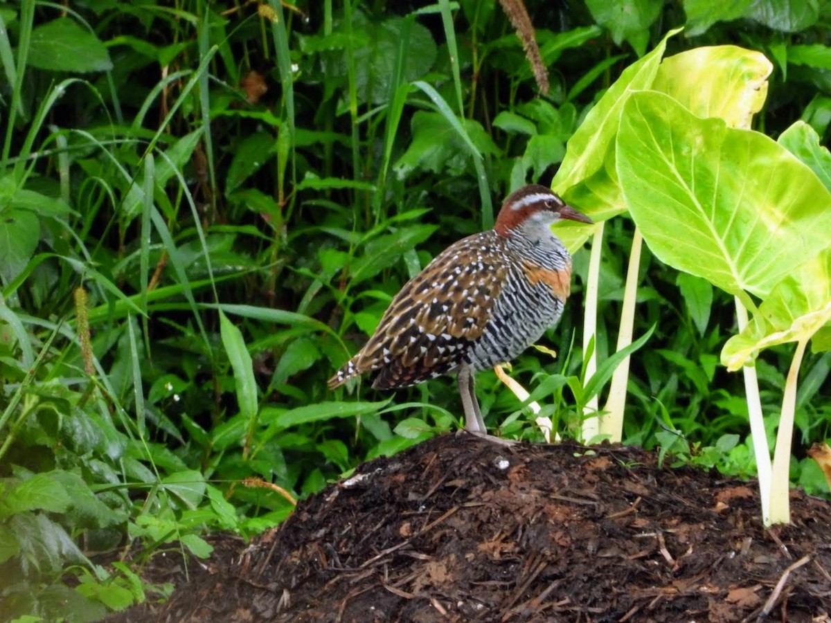 Buff-banded Rail - ML442360991