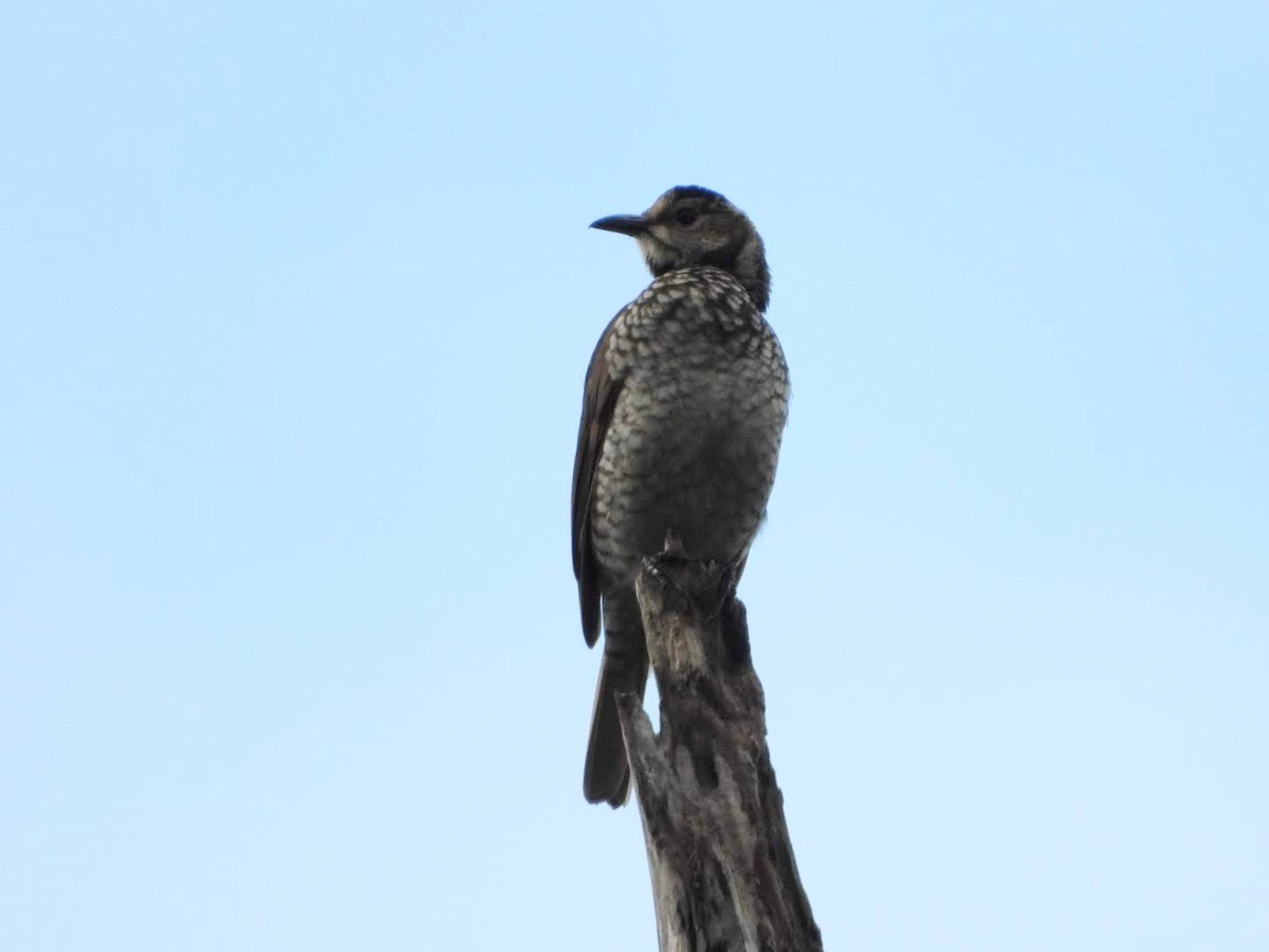 Regent Bowerbird - ML442361071