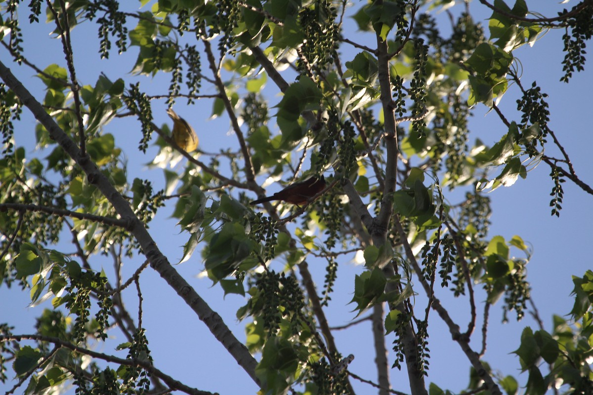 Orchard Oriole - ML442361591