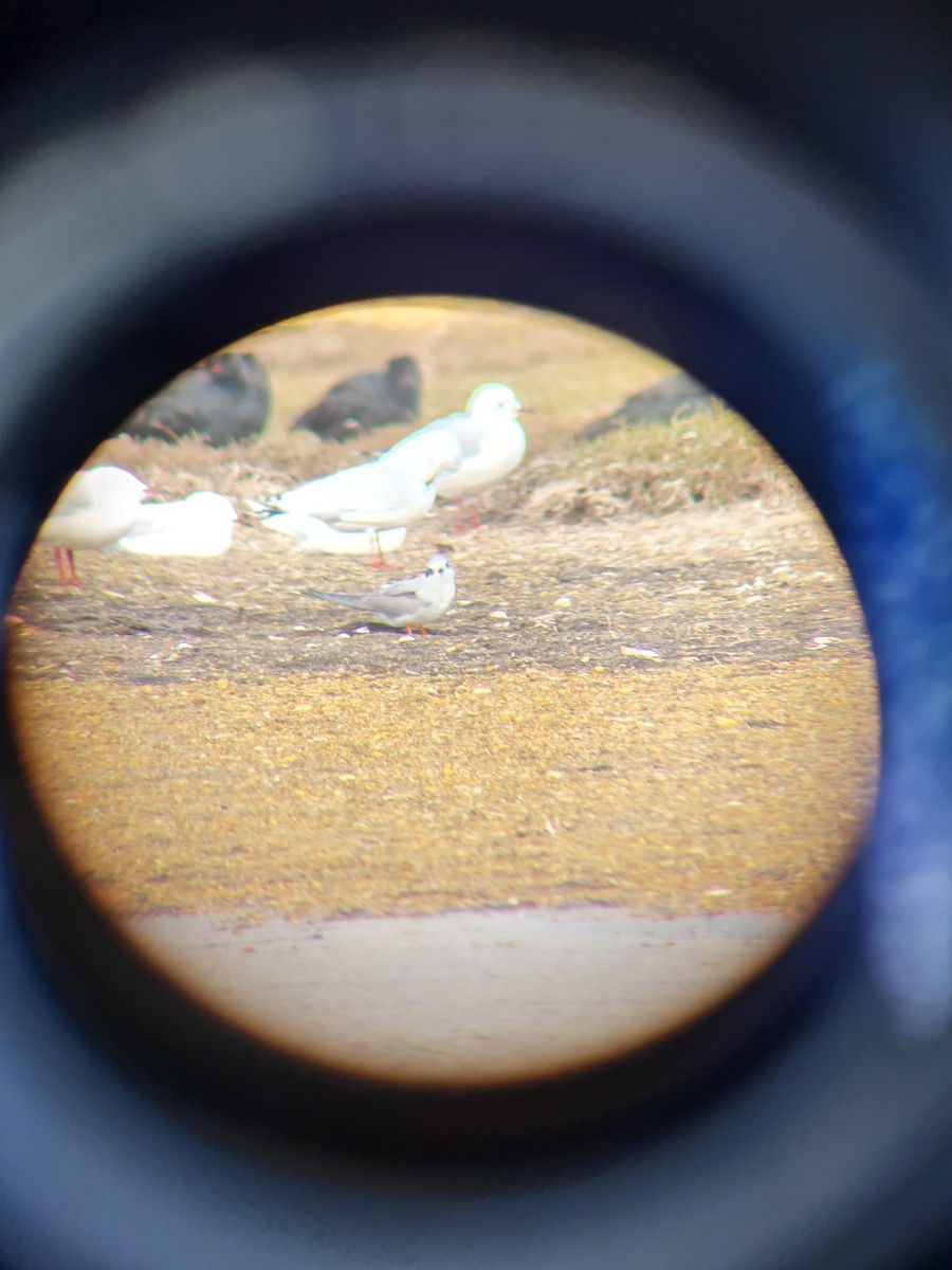 Black-fronted Tern - ML442361931