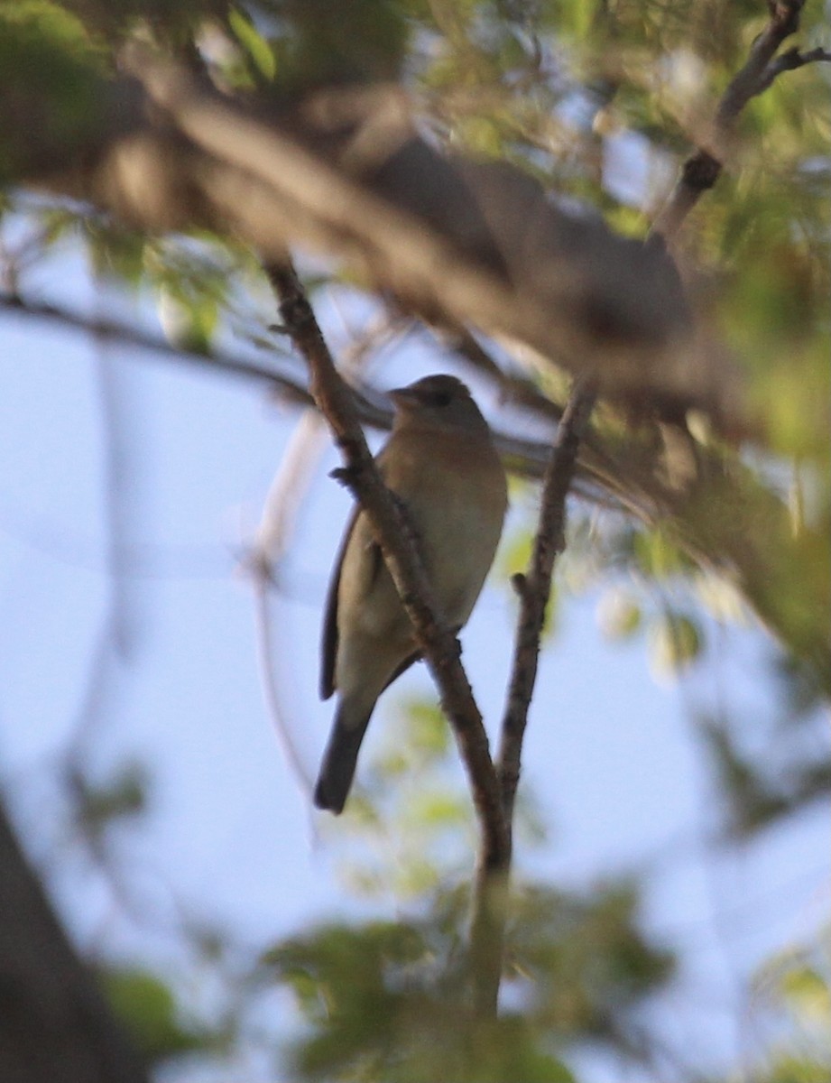 Lazuli Bunting - ML442362121